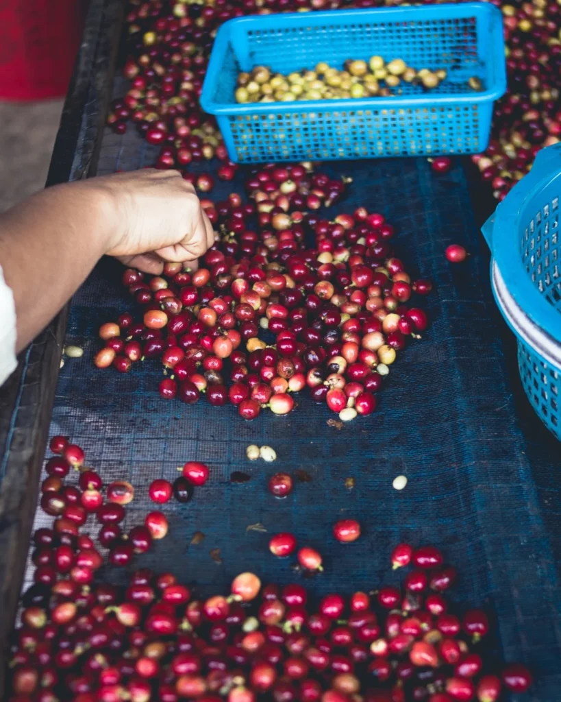 Specialty coffee processing