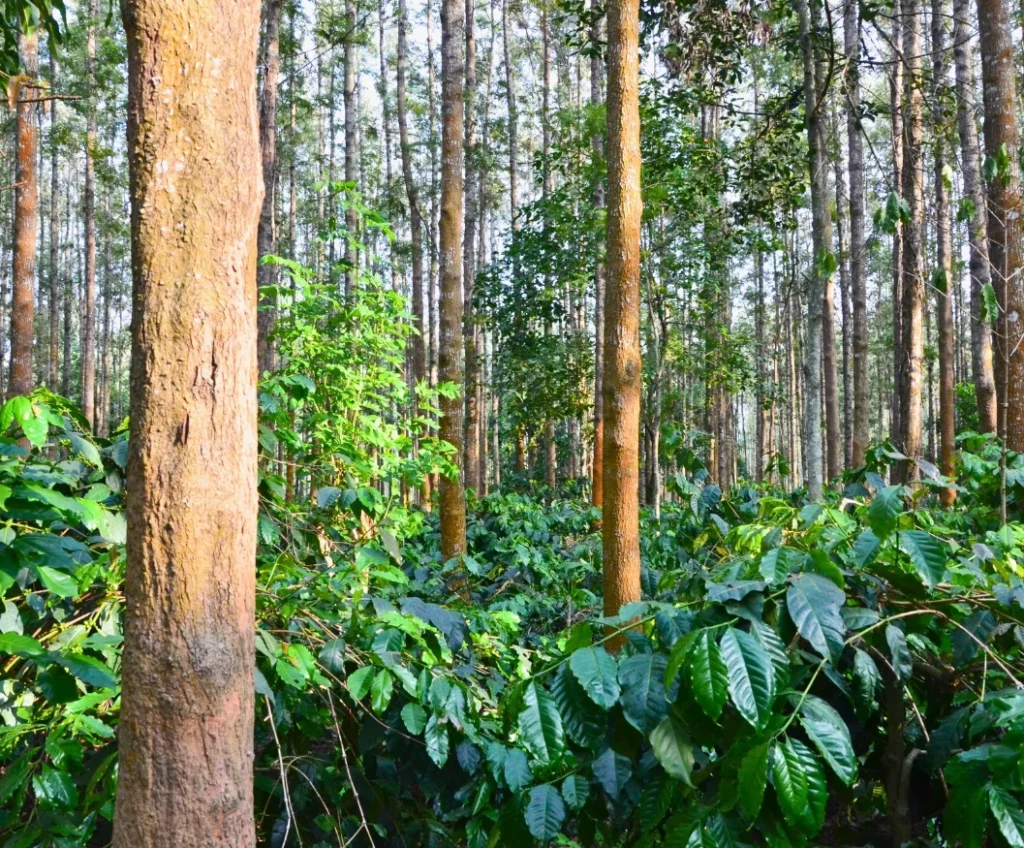 Coffee Farm in India. Shade grown coffee