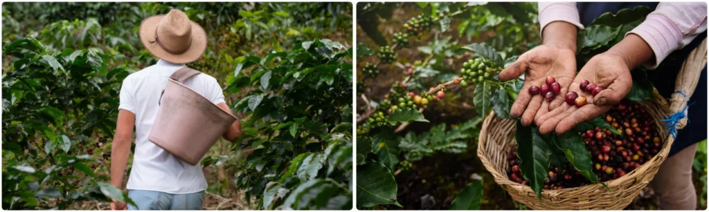 Discover the Rich Heritage and Unique Flavor of Indian Coffee